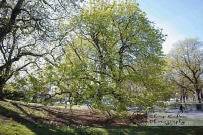 Hagakyrkans park