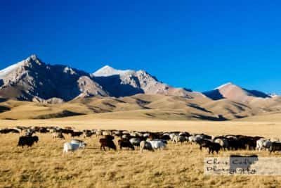 Song-Kul lake, Kyrgyzstan