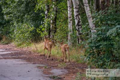 Välens naturreservat
