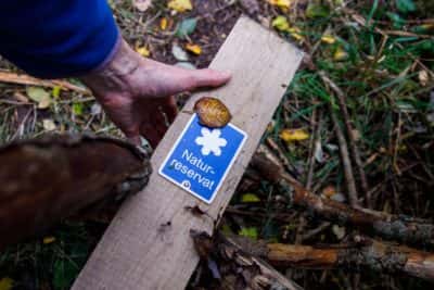 Välens naturreservat mindre hackspett