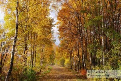Välens naturreservat mindre hackspett
