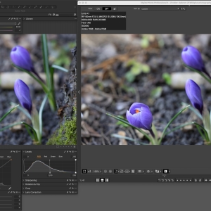 Canon EOS R1 jpeg colors